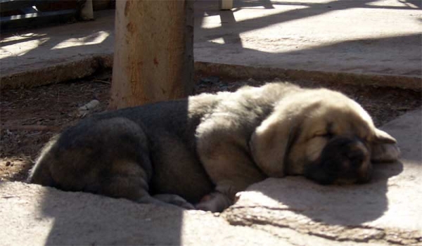 Puppy 40 days old
(Zagal de Laciana x Trufa de Trashumancia) 
Born: 31.10.2005 
 

Keywords: payuelos cachorro