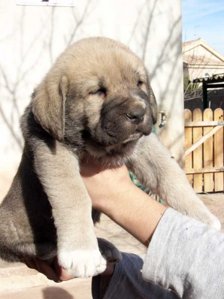 Puppy 40 days old
(Zagal de Laciana x Trufa de Trashumancia) 
Born: 31.10.2005  

Keywords: puppyspain puppy cachorro