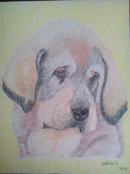 Mastin puppy - made by Jose Antonio Goldar Gonzalez, Tenerife, Spain
Cachorro de mastín.  Pastel en papel chanson.  23 X 32.5 cm

Basado en una foto de Mastines de los Balancines
Keywords: art antonio