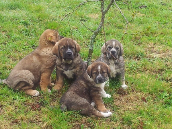 Cachorros nacidos 01.03.2014
Ch Duque de Reciecho x Cuba (Uva de los Balancines)

Keywords: terrademontes puppyspain