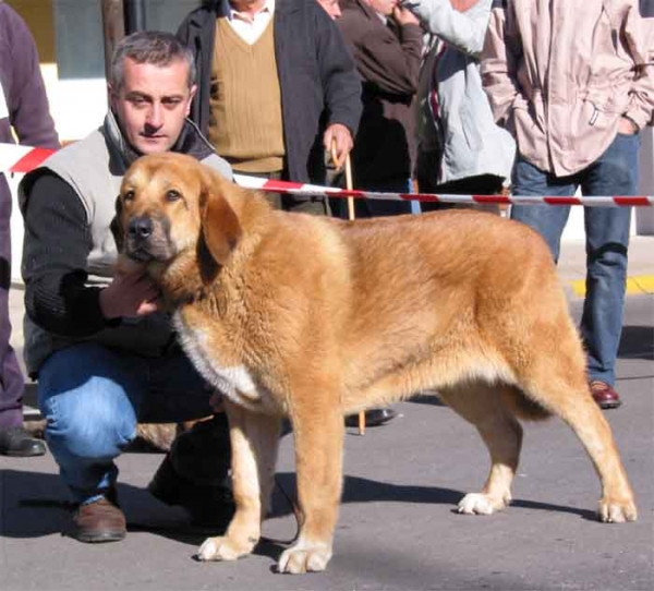 Corada de los Zumbos - Puppy Class Females VG 1º - Mansilla de las Mulas 07.11.2004
Breeder & owner: Mario Alonso  

Keywords: 2004 zumbos