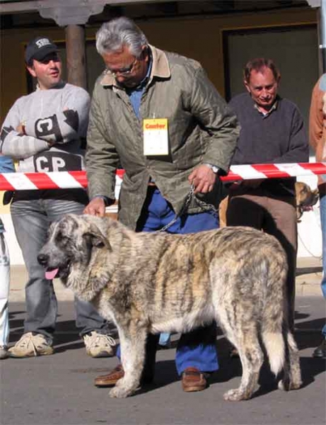 Puppy Class Females VG 2º - Mansilla de las Mulas 07.11.2004
Keywords: 2004