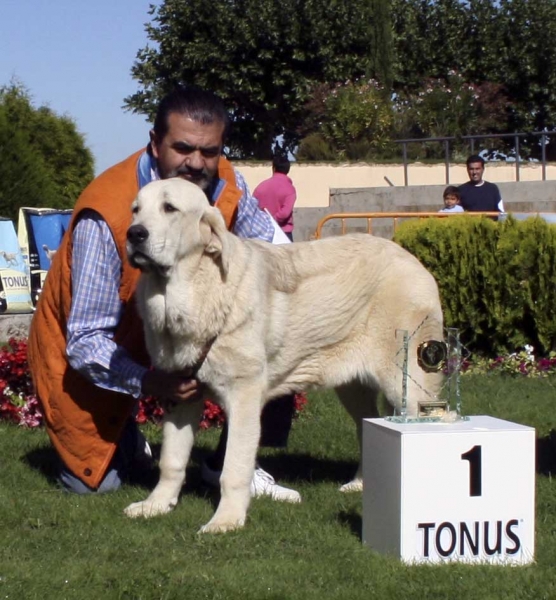 Granda de Duelos y Quebrantos: VG 1, Puppy Class Females - Monográfica Aepme 13.09.2008
(Azabache de Campollano x Batuta de Fonteferra) - born: 25.12.07
Keywords: 2008 duelos