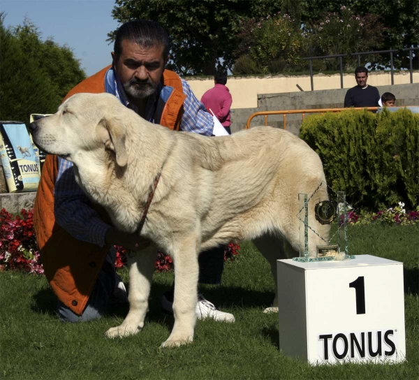 Granda de Duelos y Quebrantos: Very promising 1, Puppy Class Females - Monográfica Aepme 13.09.2008
(Azabache de Campollano x Batuta de Fonteferra) - born: 25.12.07
Keywords: 2008 duelos