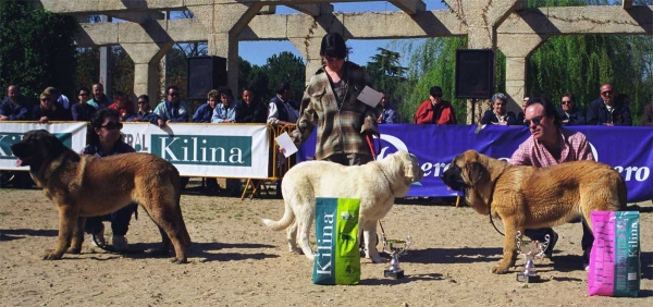 Rogelia de Valdejera: VG3, Aldonza de La Mesta: VG2 & Pepa de Valdejera: VG1, Best Puppy - Monográfica AEPME, Palencia 1999
Rogelia: Golfo de Valdereja x CH. Iris de Valdejera - Born: 07.10.1998
Aldonza: Marcial de La Tercia x Altea de La Mesta - Born: 20.10.1998
Pepa: Golfo de Valdejera x Navacerrada - Born: 11.10.1998

Photo: Jonas Nielsen © Copyright
Keywords: 1999