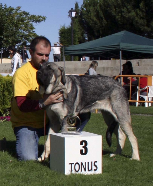 Castañera de Campollano: VG 3 - Puppy Class Females - Monográfica Aepme 13.09.2008
Keywords: 2008 campollano