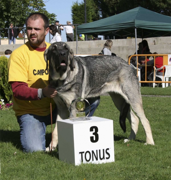 Castañera de Campollano: VG 3 - Puppy Class Females - Monográfica Aepme 13.09.2008
Keywords: 2008 campollano