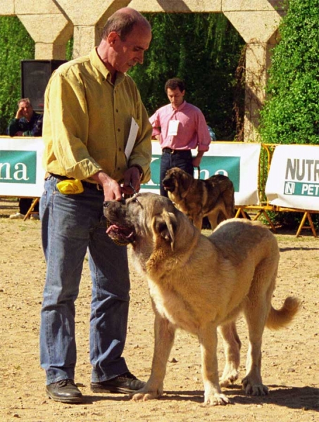 ? - Cachorros Hembras, Monográfica AEPME, Palencia 1999
Photo: Jonas Nielsen © Copyright
Keywords: 1999