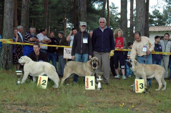 2. Dulcinea del Alexpar, 1. Carena de Babia, 3. Belice de la Salombra - Puppy Class Females - Clase Cachorros Hembras, Camposagrado, León, 10.06.2007
Keywords: 2007