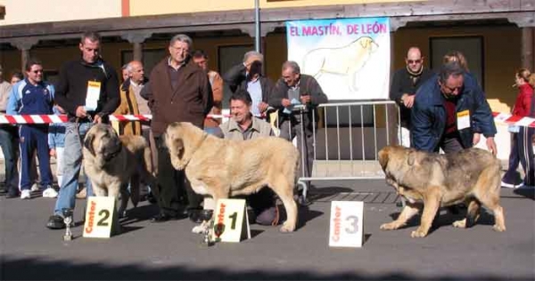 Puppy Class Males - Mansilla de las Mulas 07.11.2004
Keywords: 2004