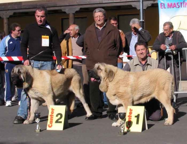 Puppy Class Males - Mansilla de las Mulas 07.11.2004
To the right: Galán de Vilar
Owner: José A. Estevez  

Keywords: 2004