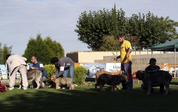 Young Puppy Class Males - Monográfica AEPME 13.09.2008
Keywords: 2008