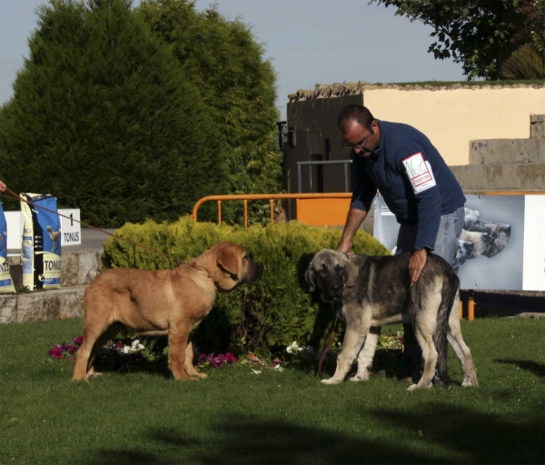 Monteferrei de Fonteferra ? & Campillo de Bao La Madera - Young Puppy Class Males - Monográfica Aepme 13.09.2008
Keywords: 2008