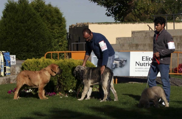 ?, Campillo de Bao La Madera & Nabuco de Montes del Pardo - Young Puppy Class Males - Monográfica Aepme 13.09.2008
Keywords: 2008