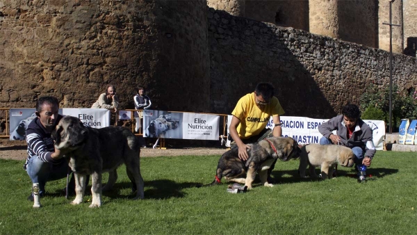 Wilki de Bao de Madera: VG 3, Surueño de Hazas de Cesto: VG 1, Best Young Puppy & Nabuco de Montes del Pardo: VG 2 - Young Puppy Class Males - Monográfica Aepme 13.09.2008
Young Puppy Class Males

Wilki de Bao de Madera: (Catón de Campollano X Encina de Bao La Madera) - born: 22.04.08
Surueño de Hazas de Cesto: (Zeus de Fuente Mimbre X Ch. Coral de Hazas de Cesto) - born: 28.05.08
Nabuco de Montes del Pardo: (Komombo de Montes del Pardo X Jefa de Montes del Pardo)
Keywords: 2008