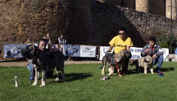 Wilki de Bao de Madera: VG 3, Surueño de Hazas de Cesto: VG 1, Best Young Puppy & Nabuco de Montes del Pardo: VG 2 - Young Puppy Class Males - Monográfica Aepme 13.09.2008
Young Puppy Class Males

Wilki de Bao de Madera: ( Catón de Campollano X Encina de Bao La Madera) - born: 22.04.08
Surueño de Hazas de Cesto: (Zeus de Fuente Mimbre X Ch. Coral de Hazas de Cesto) - born: 28.05.08
Nabuco de Montes del Pardo: (Komombo de Montes del Pardo X Jefa de Montes del Pardo)
Keywords: 2008