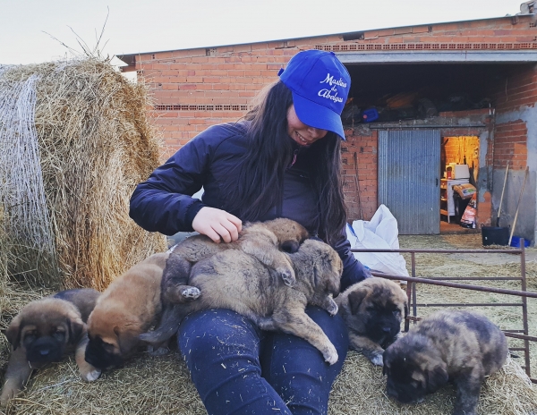 Cachorros de Brianda de Abelgas y Orgaz de Das Uces
