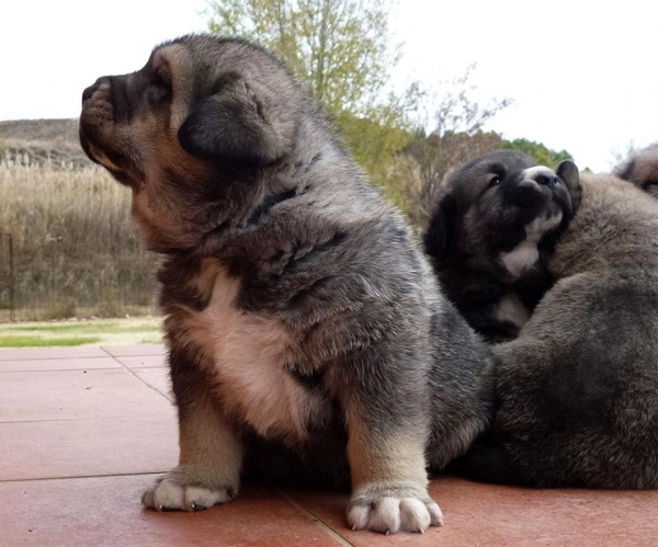 Cachorros - Valdejera
Keywords: valdejera puppyspain