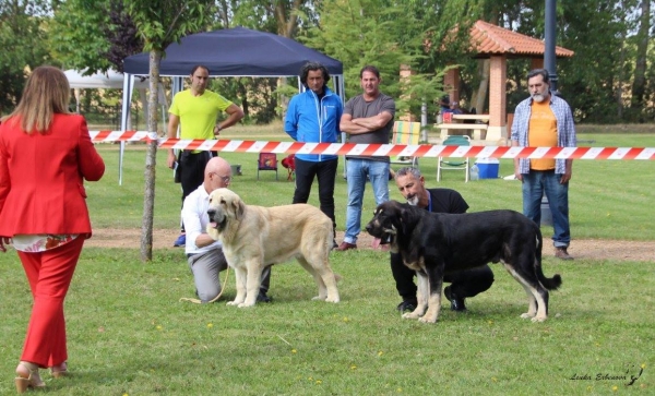 Cachorros machos: Ares de Hazas de Cesto, Trastu del Raigasu - XXXVIII Monográfica Nacional AEPME - Gordoncillo, Leon 08.09.2018
Keywords: 2018