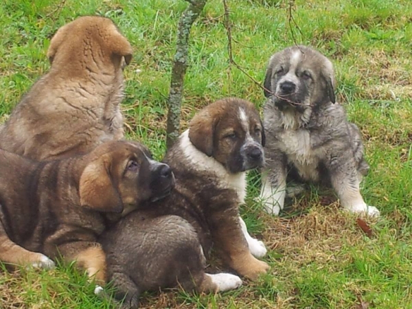 Cachorros nadidos 01.03.2014
Ch Duque de Reciecho x Cuba (Uva de los Balancines)
Keywords: terrademontes puppyspain