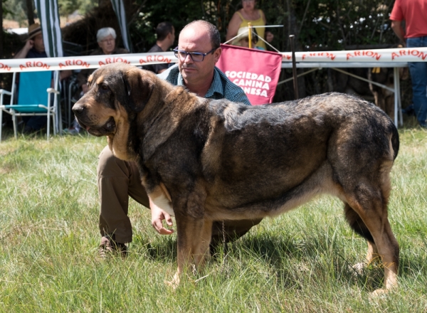 Diana de la Rabiza: EC1 Clase Abierta hembra, Fresno del Camino, León, Spain 11.08.2019
Keywords: rabiza alzavaran 2019