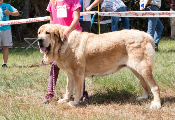 Atenea de Barrieros: EXC5 Clase Abierta hembra, Fresno del Camino, León, Spain 11.08.2019
Keywords: 2019 barrieros