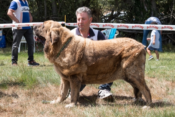 Ceyanca de Gustamores: EXC Clase Abierta hembra, Fresno del Camino, León, Spain 11.08.2019
Keywords: gustamores 2019