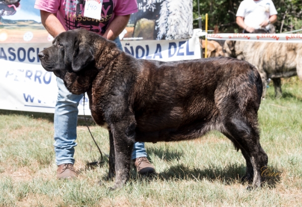 Nena de la Majada los Robles: EXC Clase Abierta hembra, Fresno del Camino, León, Spain 11.08.2019
Keywords: majada 2019