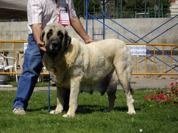 Ch. Cala de Autocan: Exc. 2 - Champion Class Females, XXVII Monográfica AEPME, 15.09.2007
Ch. Ron de Autocan x Dama II de Autocan
Born: 14.04.2004 

Keywords: 2007 autocan