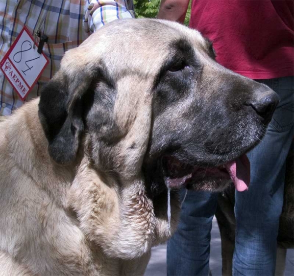 Cala de Autocan - Open Class Females - XXVI Monográfica AEPME, Valencia de Don Juan, 2006
Ch. Ron de Autocan x Dama II de Autocan) 
Born: 14.04.2004 - Breeder & owner: Isidro García Suárez
Keywords: 2006 autocan head portrait cabeza