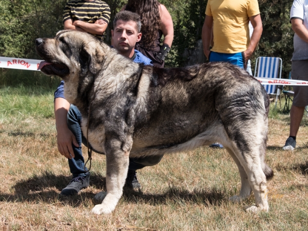 Hermitaño de la Filtrosa: EXC1 Clase Abierta macho, Fresno del Camino, León, Spain 11.08.2019
Keywords: filtrosa 2019