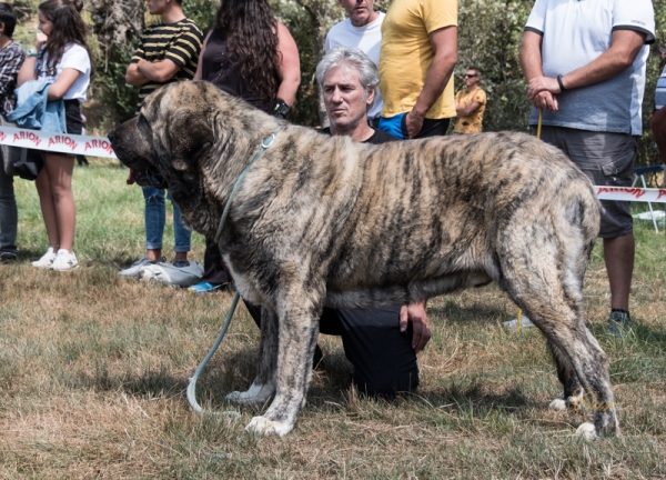 Orgaz das Uces: EXC2 Clase Abierta macho, Fresno del Camino, León, Spain 11.08.2019
Keywords: dasuces 2019