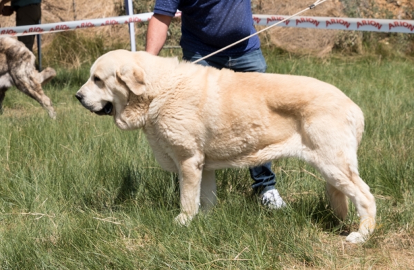 Pelayo de Pico Moro: EXC3 Clase Abierta macho, Fresno del Camino, León, Spain 11.08.2019
Keywords: 2019