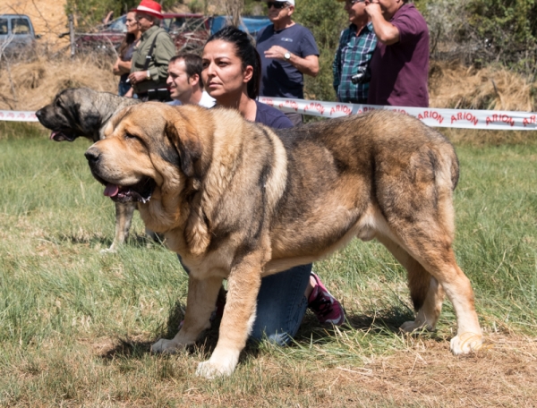 Danko de los Arándanos: EXC4 Clase Abierta macho, Fresno del Camino, León, Spain 11.08.2019
Keywords: 2019