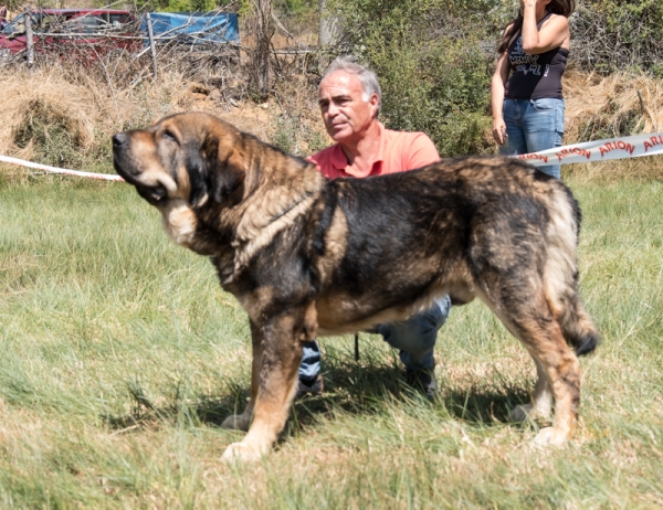 Cesto de la Filandón: EXC Clase Abierta macho, Fresno del Camino, León, Spain 11.08.2019
Keywords: filandon 2019