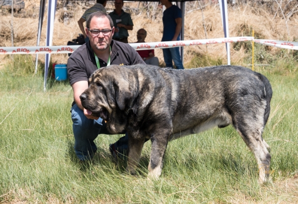 Gento de las Montaños de Leon: EXC Clase Abierta macho, Fresno del Camino, León, Spain 11.08.2019
Keywords: 2019