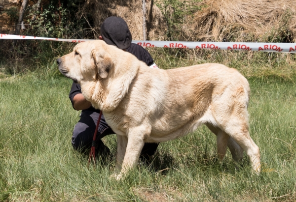 Jorgito de Serilu: EXC Clase Abierta macho, Fresno del Camino, León, Spain 11.08.2019
Keywords: 2019