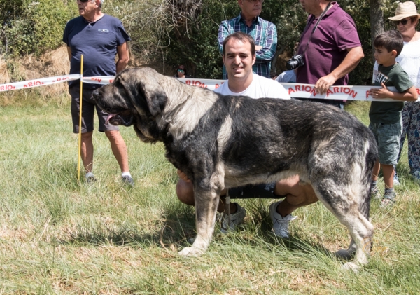 Zaque de Filandón: EXC Clase Abierta macho, Fresno del Camino, León, Spain 11.08.2019
Keywords: filandon 2019