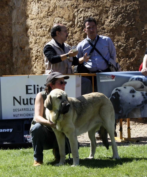 Camelia: EXC - Young Class Females - Clase Jóvenes Hembras - Monográfica AEPME 13.09.2008
Keywords: 2008 kromagnon