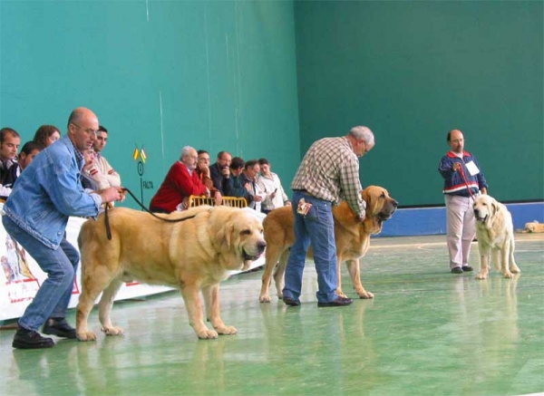 Mayoral de Hazas de Cesto, Exc. 3, Ron de Autocan, Exc. 2 & Cañon de Fuente Mimbre, Exc. 1 - Champion Class Females - XXV Monográfica AEPME, Agoncillo, La Rioja, Spain - 30.10.2005
Mayoral: (Ch. Ulises de Ablanera x Dama de Hazas de Cesto) - Born: 19.09.2001 - Breeder & owner: José Fdo. Uslé Rugama
Ron: (León x Berta de Autocan) - Born: 29.09.2000 - Breeder & owner: Isidro García Suárez 
Cañon: (Ch. Ulises de Ablanera x Senda de Trashumancia) - Born: 10.07.2000 - Breeder & owner: Francisco J. Torrijos 
Keywords: 2005