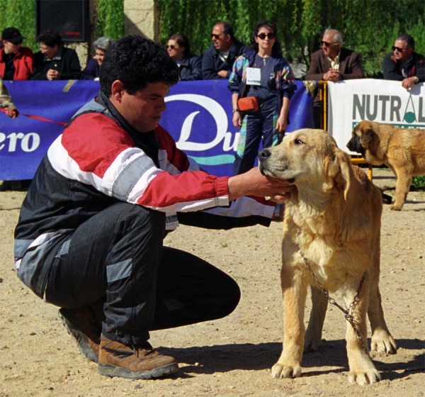 Clara de Campollano: G - Puppy Class Females, Monográfica AEPME, Palencia 1999
Ortuño del Espinillo x Flecha de Campollano
Born: 05.11.1998

Photo: Jonas Nielsen © Copyright
Keywords: campollano 1999