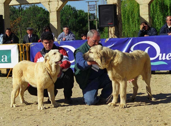 Melchor de Campollano: VG 3 - León de Autocan: VG 2 - Puppy Class Males, Monográfica AEPME, Palencia 1999
Melchor: Ortüno del Espinillo x Flecha de Campollano - Born: 05.11.1998
León: Niño de Los Mesones x Tormenta de Autocan - Born: 11.09.1998

Photo: Jonas Nielsen - © Copyright.

Keywords: 1999