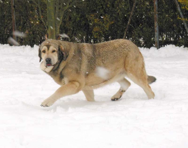 Candela  de Fuente Mimbre - 22 months old
Moroco de Fuente Mimbre x Gorga de Fuente Mimbre 

Keywords: snow nieve