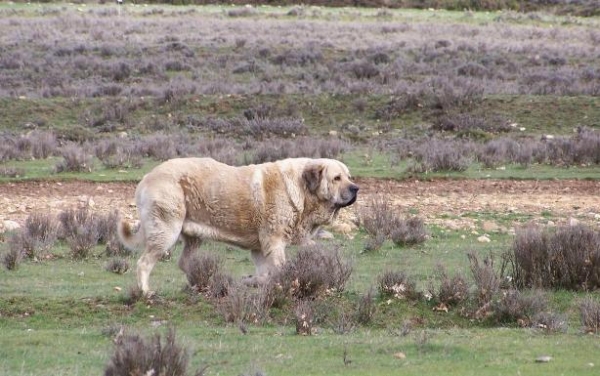 Cantero de Los Zumbos
(Sendero de Trashumancia x Guadiana de Los Zumbos)  

