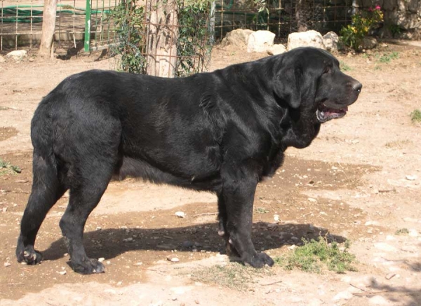 Carbonero de Fuente Mimbre
Ch. Nalon de Ablanera x Gorga de Fuente Mimbre  

