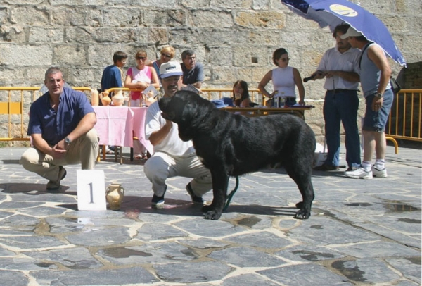 Carbonero de Fuentemimbre - Best Junior - Puebla de Sanabria, Zamora (AEPME) 18.07.2004
Ch. Nalon de Ablanera x Gorga de Fuente Mimbre
Born: 13.03.2003

 

Keywords: 2004 fuentemimbre