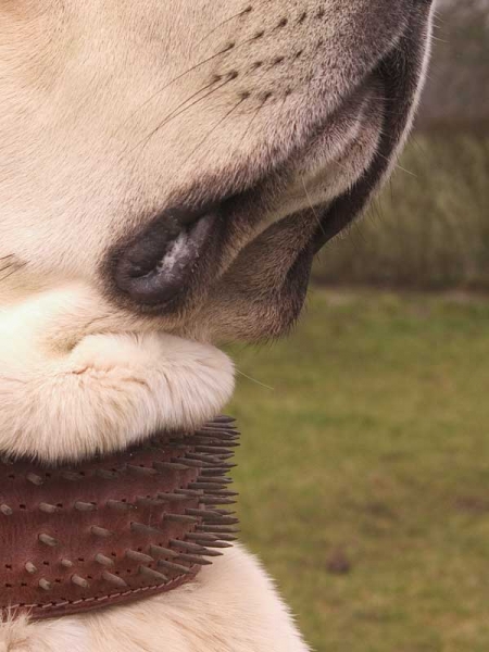 Carlanca (leather spike collar)
Photo: Jonas Nielsen. © Copyright 2005  

