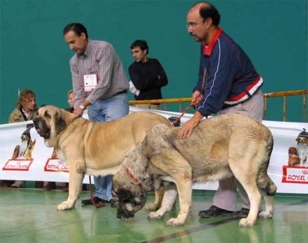 Casandra de Hazas de Cesto, Exc. 7 & Gorga de Fuente Mimbre, Exc. 4 - Open Class Females XXV Monográfica AEPME 30.10.2005
Casandra: (Ch. Ulises de Ablanera x Dama de Hazas de Cesto) - Born: 19.09.2001 - Breeder: José Fdo. Uslé Rugama, owner: Eduardo Hurtado Esgueva
Gorga: (Ch. Ulises de Ablanera x Laya de Trashumancia) - Born: 13.12.2000 - Breeder: Mariano Santos, owner: Francisco J. Torrijos  

Keywords: 2005