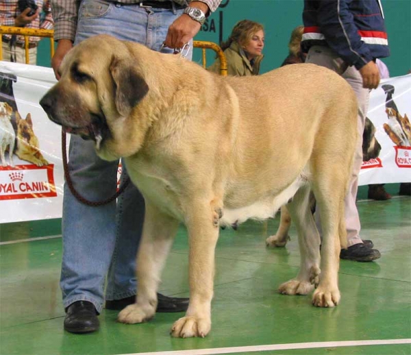 Casandra de Hazas de Cesto, Exc. 7 - Open Class Females, XXV Monográfica AEPME 30.10.2005
(Ch. Ulises de Ablanera x Dama de Hazas de Cesto) - Born: 19.09.2001 - Breeder: José Fdo. Uslé Rugama - Owner: Eduardo Hurtado Esgueva  

Keywords: 2005