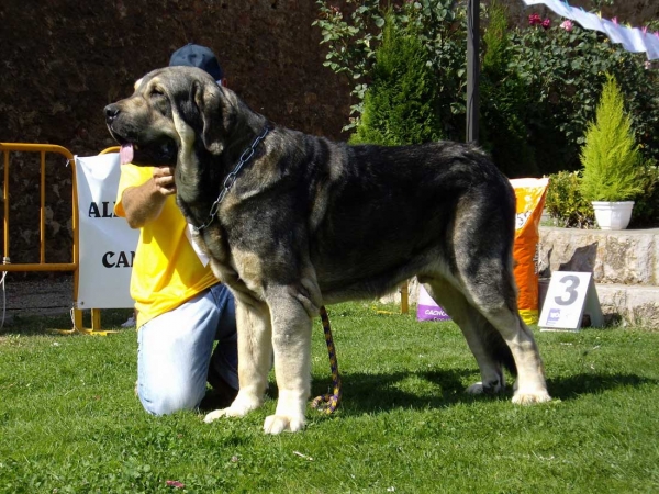 Catón: Exc. 4 - Open Class Males, XXVII Monográfica AEPME, 15.09.2007
(Ch. Cañon de Fuente Mimbre x Seda de Cueto Negro) 
Born: 01.04.2005

Keywords: 2007 campollano